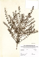 藏品(野甘草)的圖片